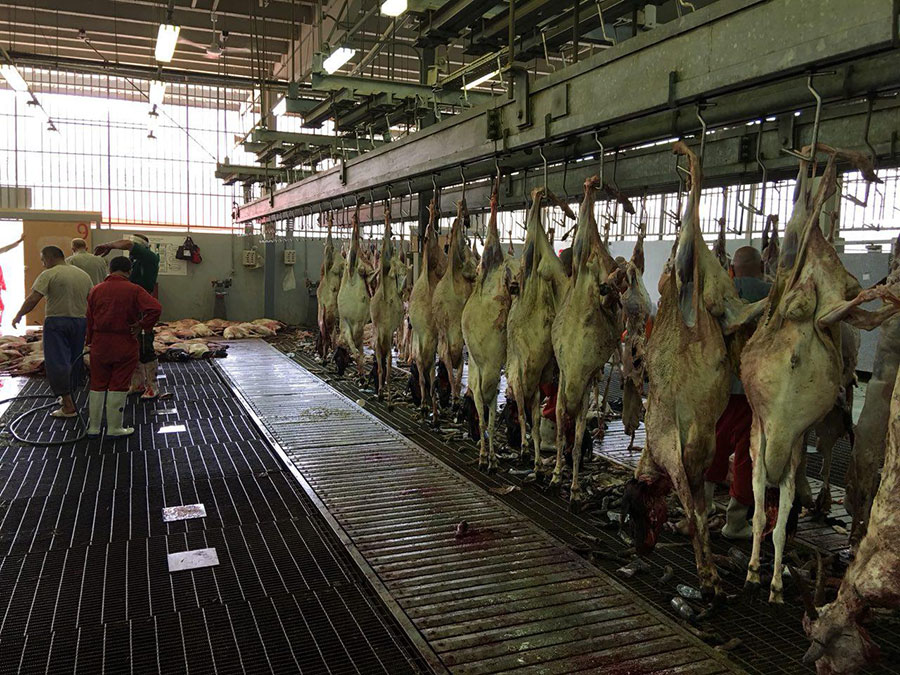 85 هزار راس دام برای حجاج ایرانی در مناسک حج ذبح شد - 85,000 cattle were slaughtered for Iranian pilgrims 85 هزار راس دام برای حجاج ایرانی در مناسک حج ذبح شد - 85,000 cattle were slaughtered for Iranian pilgrims