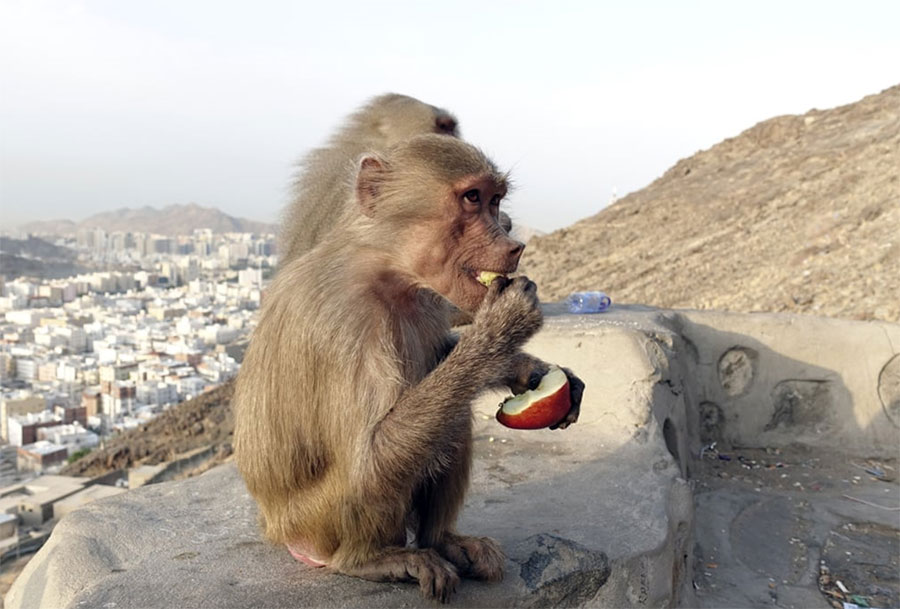 زائران کعبه در کوه نور مشرف به شهر مکه به میمون‌ها میوه می‌دهند