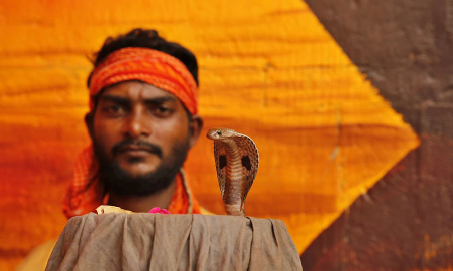 پرستش مار در جشنواره آیینی ناگ پانچامی هندوها در هندوستان