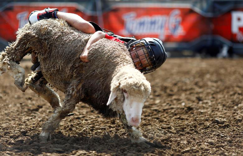 مسابقه گوسفند سواری کودکان در نمایشگاه سالانه ایالتی در ایالت آیوا آمریکا