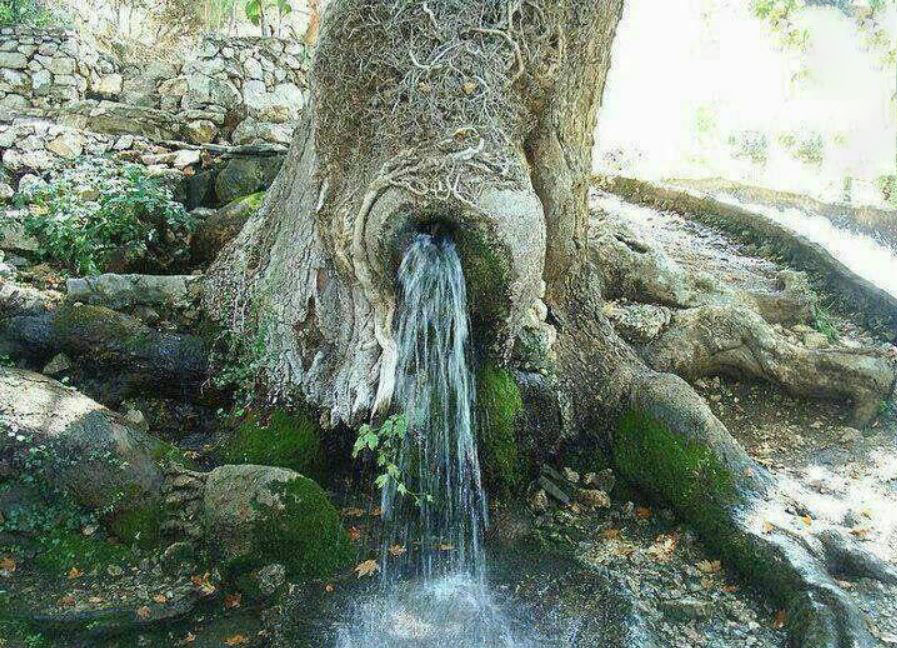 جوشیدن چشمه از درون درخت