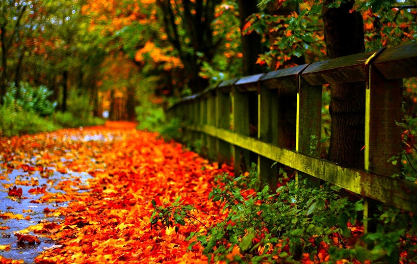 زیباترین عکس های پروفایل پاییزی