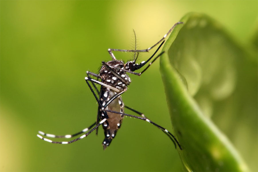 دستکاری ژنتیکی پشه در برزیل فاجعه آفرید - Genetic manipulation of mosquitoes in Brazil created a disaster