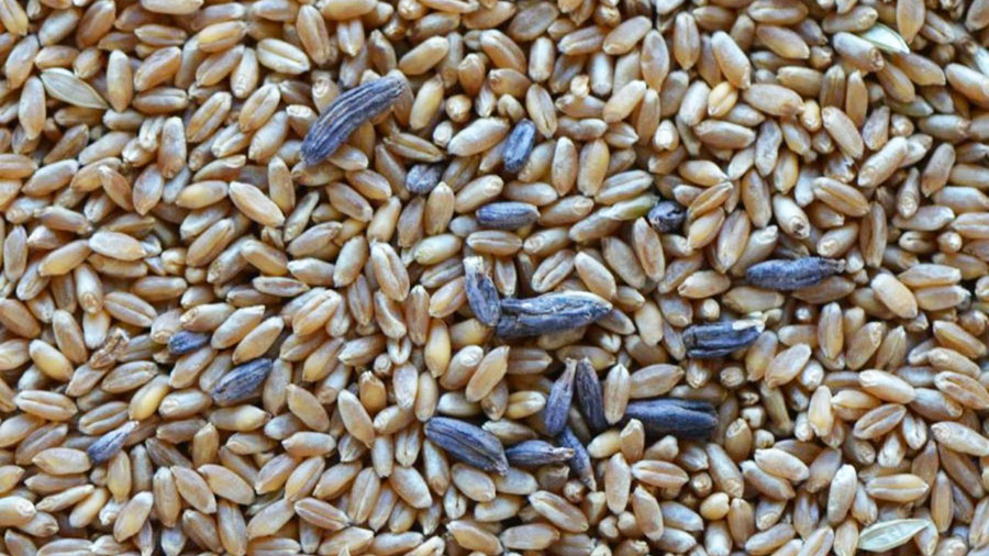 آخرین اخبار و جزئیات آلودگی و وجود ناخالصی در گندم های داخلی - The latest details of contamination and impurities in domestic wheat آخرین اخبار و جزئیات آلودگی و وجود ناخالصی در گندم های داخلی - The latest details of contamination and impurities in domestic wheat