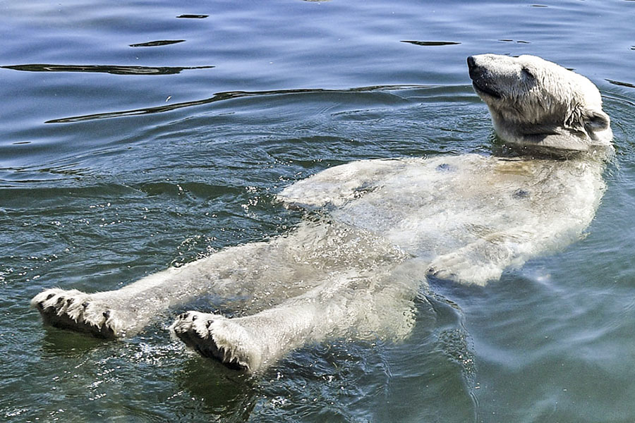 آبتنی خرس قطبی در تابستان بسیار گرم در آلمان
