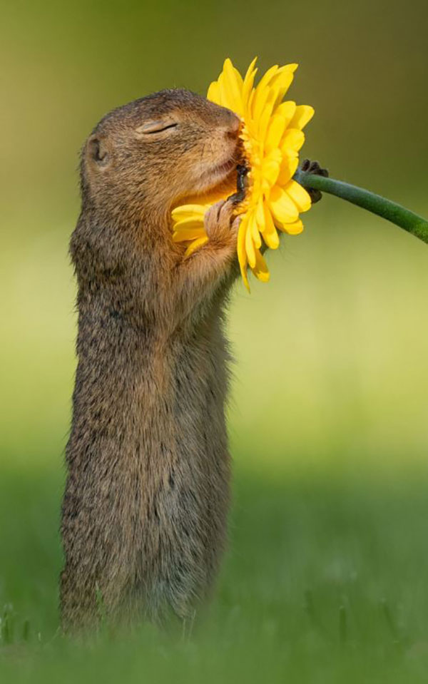 یک سنجاب در حال بوییدن یک گل در وین اتریش