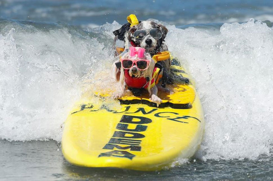 مسابقات موج سواری با تخته سگ‌ها در ایالت کالیفرنیا آمریکا