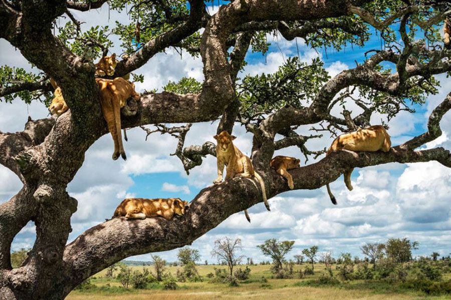 تصویر خیره کننده از خانواده شیرها در حالی که سعی می‌کنند بر روی درختی چرت بزنند و در شاخه‌های مختلف پراکنده شده‌اند را می‌بینید.