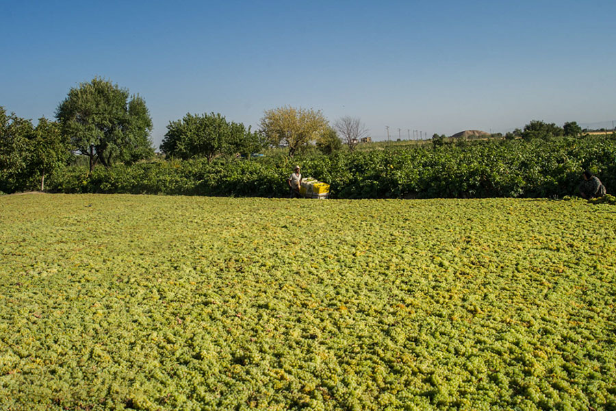 برداشت انگور در تاکستان قزوین