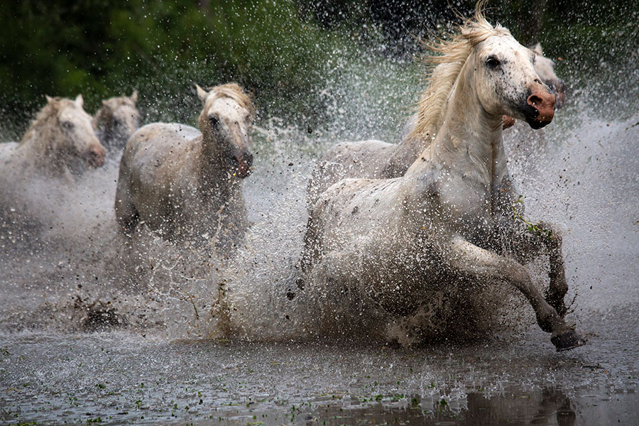اسبهای وحشی ،عکس منتخب نشنال جئوگرافیک