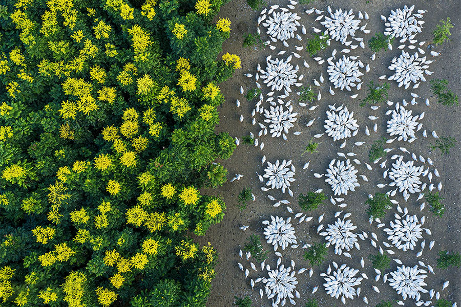 غذا خوردن غازها در نزدیکی درختان طلایی در حال شکوفه در چین