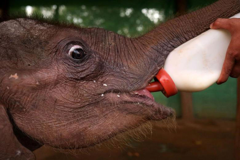 شیر دادن به بچه فیل 4 ماهه در یک مرکز نگهداری فیل در میانمار