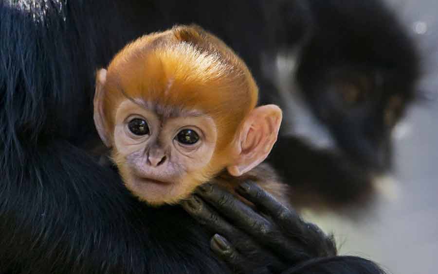 یک بچه میمون نادر تازه متولد شده در باغ وحشی در سیدنی