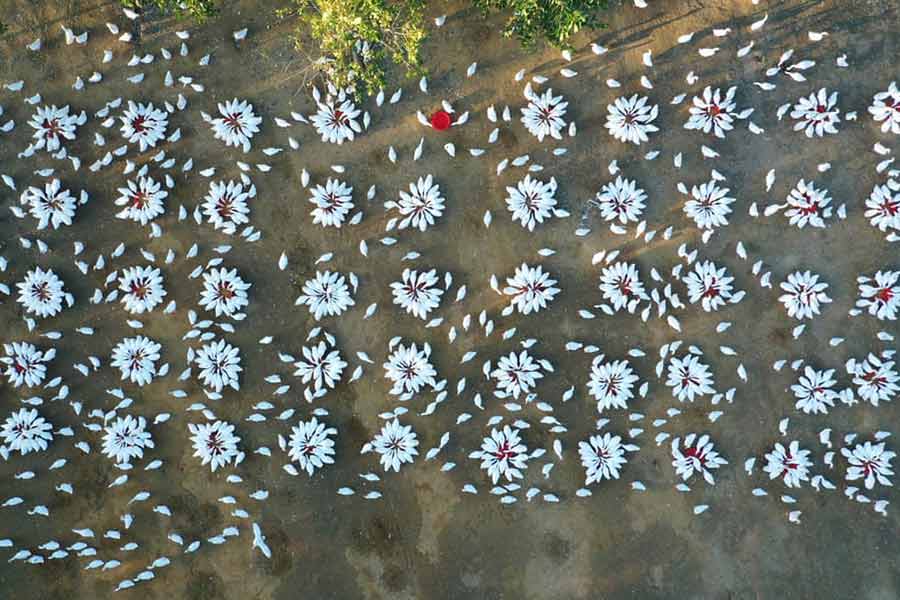 تصویر هوایی از یک مزرعه غاز در چین
