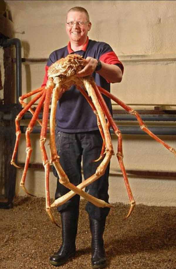 گونه‌های خاصی از خرچنگها (spider crab) که ظاهر بدن آنها از ترکیب خرچنگ با عنکبوت تشکیل شده است