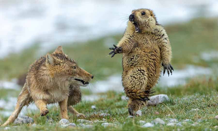 عکس سال حیات وحش - موش‌خرمایی‌کوهی هراسان از روباه