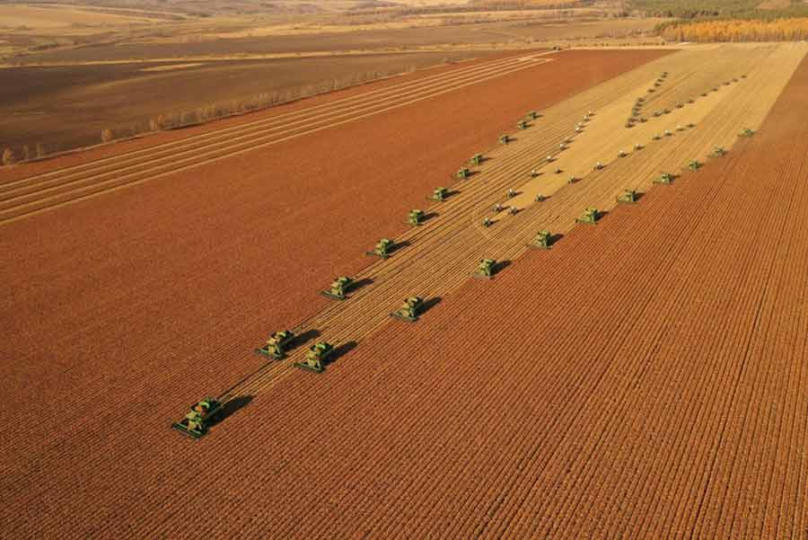 درو یک زمین بزرگ ذرت خوشهای در چین درو یک زمین بزرگ ذرت خوشهای در چین