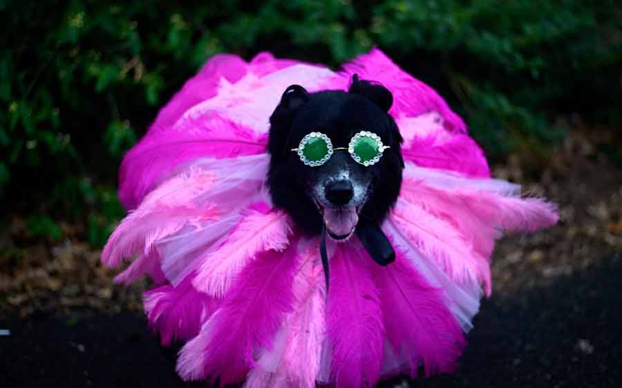 لباس جالب سگی در رژه هالووین