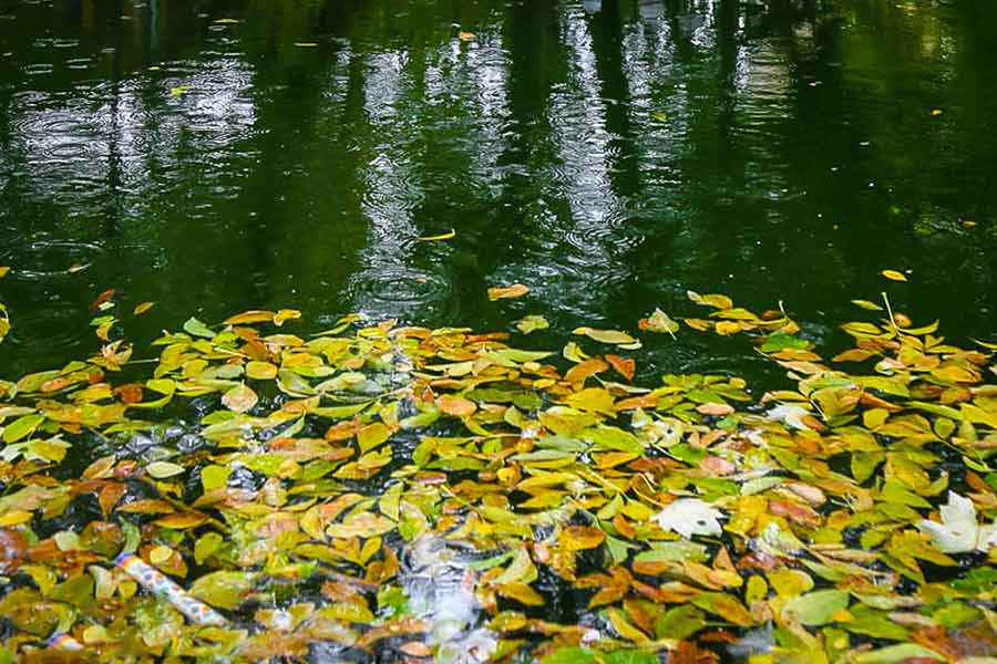 بارش باران پائیزی در تبریز بارش باران پائیزی در تبریز