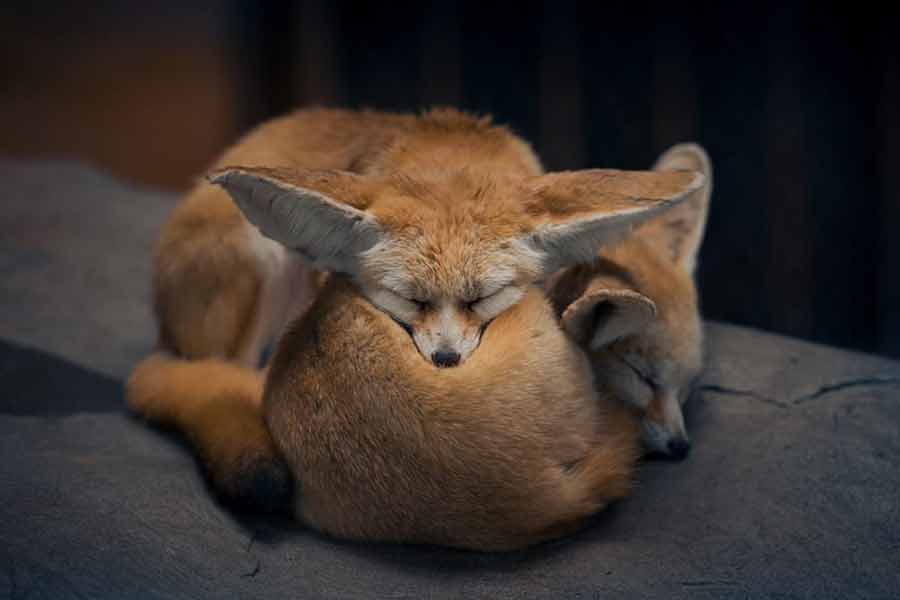 خواب دو روباره در کنار هم در پارک حیات‌وحش شهر شانگهای چین