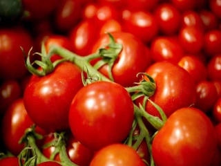 گوجه‌فرنگی تا 10 روز دیگر ارزان می‌شود