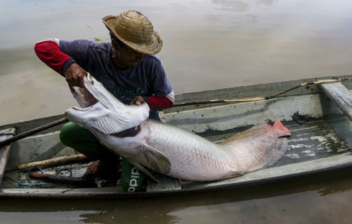 در منطقه آمازون صیادان ماهی‌هایی با وزن حدودی 200 کیلوگرم و طول 3 متر صید می‌کنند این گونه آبزی در حال انقراض است.
