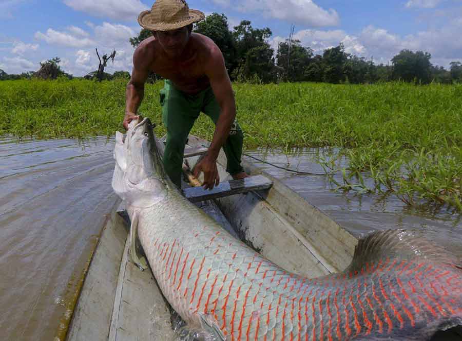 در منطقه آمازون صیادان ماهی‌هایی با وزن حدودی 200 کیلوگرم و طول 3 متر صید می‌کنند این گونه آبزی در حال انقراض است.