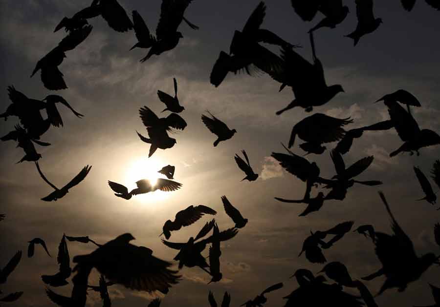 پرواز پرندهها در غروب شهر کابل پرواز پرندهها در غروب شهر کابل