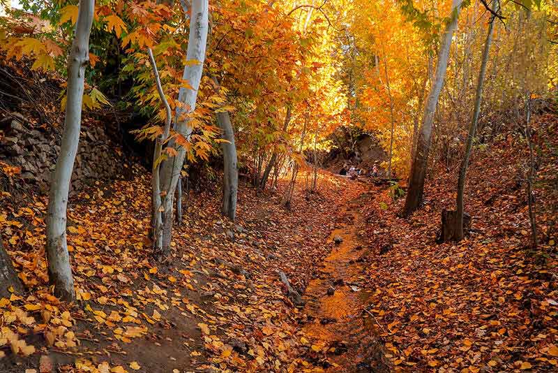 پاییز زیبای طبس پاییز زیبای طبس
