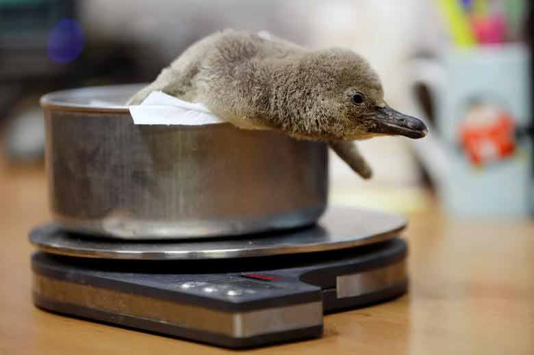 وزن کِشی یک نوزاد پنگوئن تازه متولد شده در باغ وحش شهرپراگ