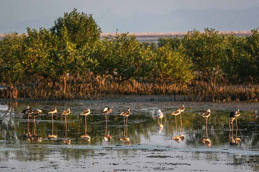سواحل خلیج فارس زیستگاه پرندگانی چون پلیکان، اگرت، حواصیل و غیره است که هر ساله در پاییز به این زیستگاه‌ها مهاجرت می کنند