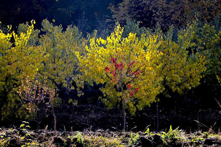 پاییز زیبای روستای پیربالا روستایی کوچک و آرام واقع در شمال غربی استان آذربایجان شرقی