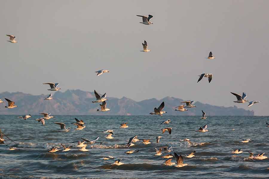 سواحل خلیج فارس زیستگاه پرندگانی چون پلیکان، اگرت، حواصیل و غیره است که هر ساله در پاییز به این زیستگاه‌ها مهاجرت می کنند