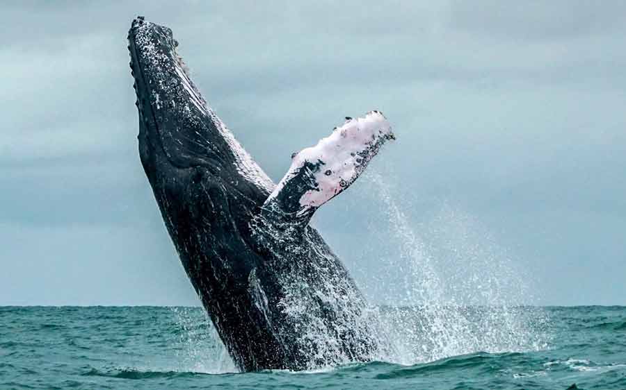 پرش نهنگ گوژپشت در اقیانوس آرام در پارک ملی طبیعت کلمبیا