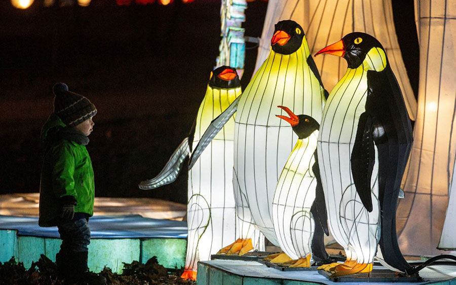 چراغهایی به شکل پنگوئن درجریان جشنواره چراغهای جادویی چینی در پارک سوکولنیکی روسیه