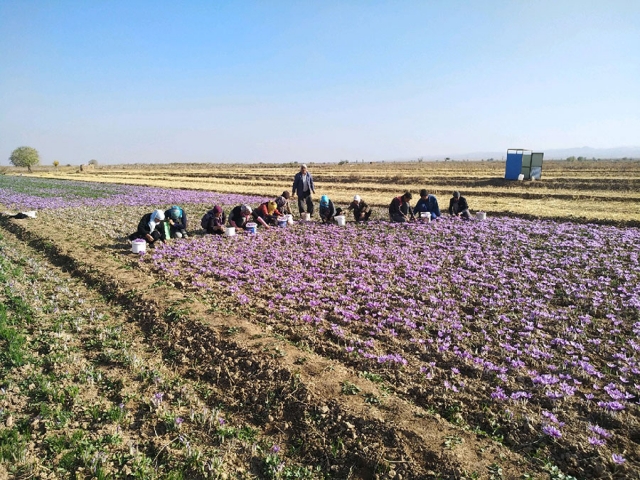 خسارت سرما به یک سوم مزارع زعفران گناباد خسارت سرما به یک سوم مزارع زعفران گناباد