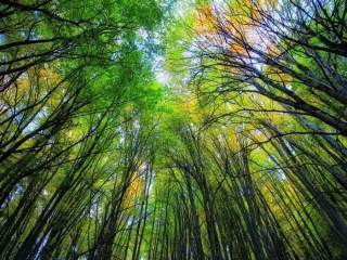 بهترین جنگل های ایران را می شناسید؟