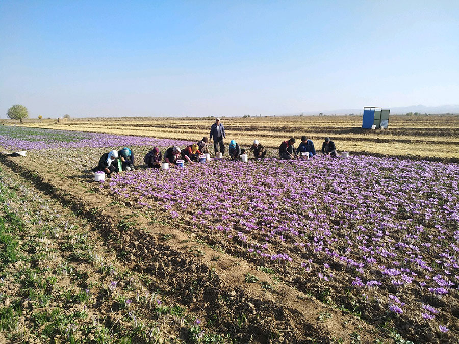 خسارت سرما به یک سوم مزارع زعفران گناباد - Cold Damage to One-third of Gonabad Saffron Farms خسارت سرما به یک سوم مزارع زعفران گناباد - Cold Damage to One-third of Gonabad Saffron Farms