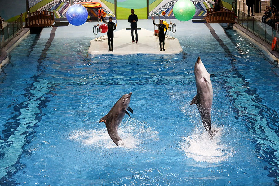 جزئیات دلیل مرگ دلفین در دلفیناریوم برج میلاد - Details of the reason for Dolphin's death at Milad Tower Dolphinarium