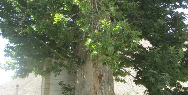 چنار 470 ساله روستای ایج ثبت ملی شد - Eij 470-year-old Plane tree became national registration چنار 470 ساله روستای ایج ثبت ملی شد - Eij 470-year-old Plane tree became national registration