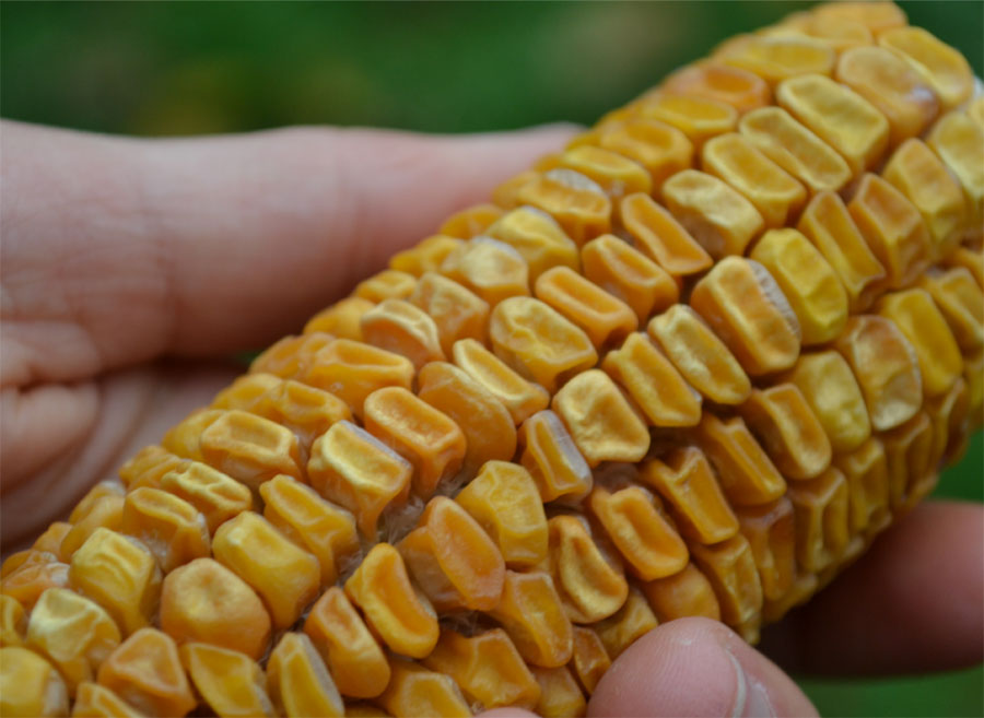 واردکنندگان ذرت‌های آلوده باید هزینه امحا را بپردازند - Importers of contaminated corn must pay for the removal