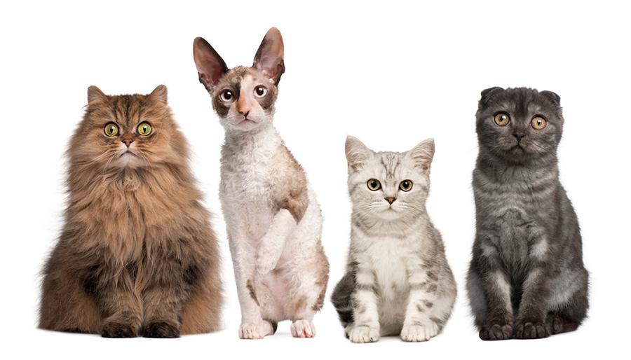 انواع نژاد گربه ها-breeds of cats