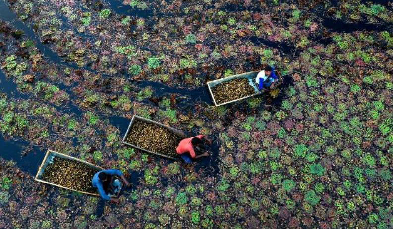 کشاورزان در حال جمع‌آوری شاه بلوط‌های آبی در حوضچه‌ای در ایالت اوتارپرادش هند