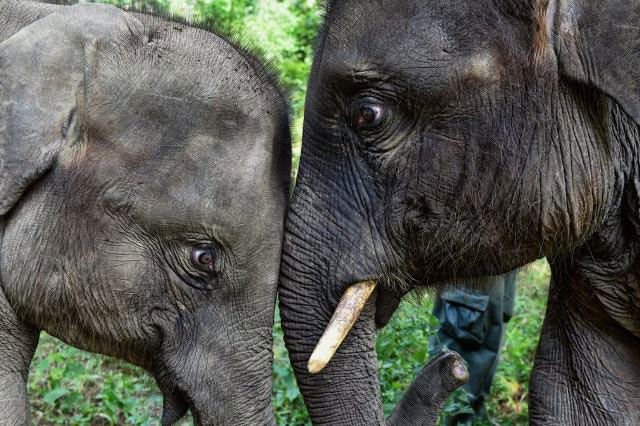 دو فیل آسیایی در یک منطقه حفاظت شده در استان یونان چین