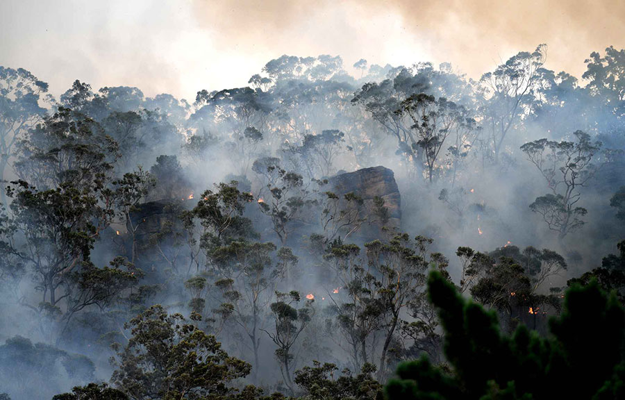 آتش سوزی در مناطق جنگلی سیدنی