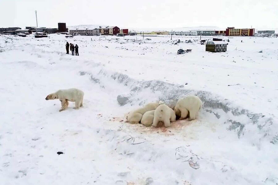 خرس های قطبی گرسنه در نزدیکی روستایی در روسیه