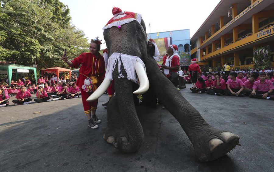 دریافت هدایای کریسمس از فیل در مدرسه‌ای در تایلند