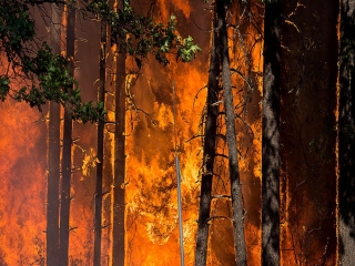 احتمال تجدید آتش‌سوزی‌های جنگلی در استرالیا با افزایش دما