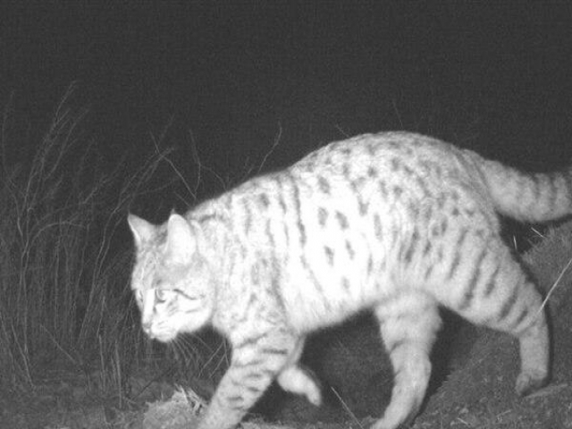 نخستین مشاهده گربه وحشی در منطقه حفاظت شده باشگل قزوین