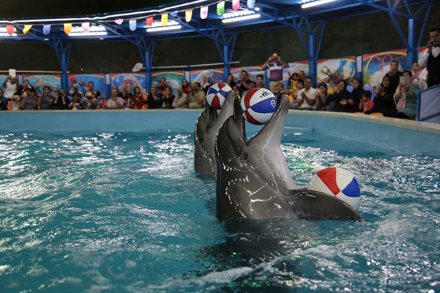 واکنش محیط زیست به دلیل مرگ دلفین برج میلاد - Department of Environment reaction due to death of Milad Tower dolphin